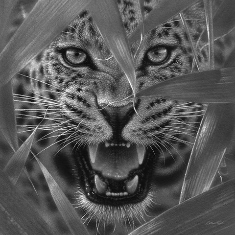 Jaguar - Ambush - BandW White Modern Wood Framed Art Print with Double Matting by Bogle, Collin