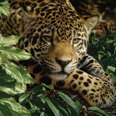 Jaguar - At Rest Black Modern Wood Framed Art Print by Bogle, Collin