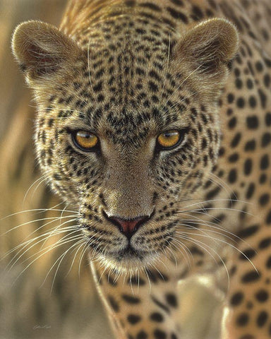 Leopard - On the Prowl Black Ornate Wood Framed Art Print with Double Matting by Bogle, Collin