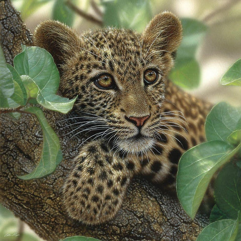 Leopard Cub - Tree Hugger Black Modern Wood Framed Art Print by Bogle, Collin