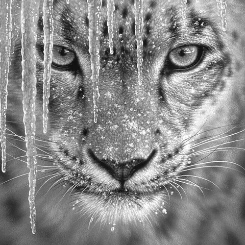 Snow Leopard - Blue Ice - BandW Black Modern Wood Framed Art Print by Bogle, Collin