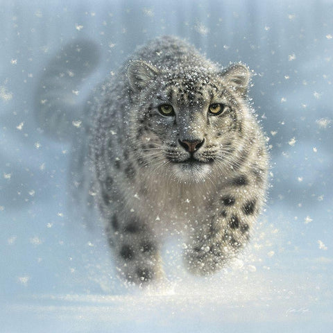 Snow Leopard - Snow Ghost White Modern Wood Framed Art Print with Double Matting by Bogle, Collin