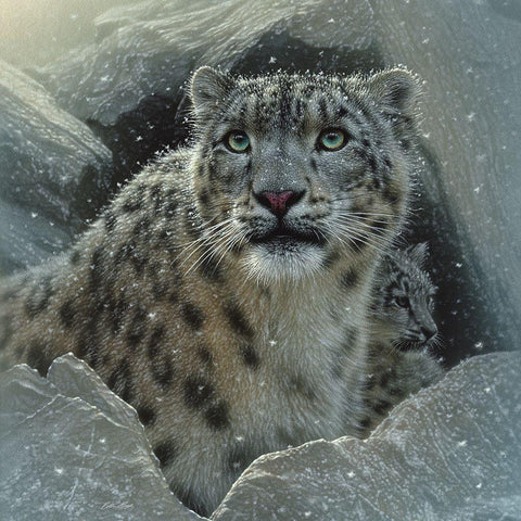 Snow Leopard - The Fortress White Modern Wood Framed Art Print with Double Matting by Bogle, Collin