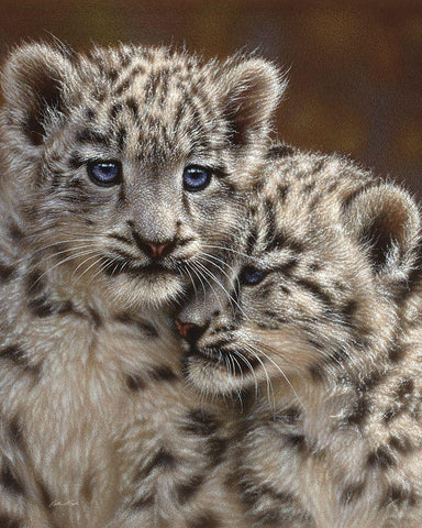 Snow Leopard Cubs - Playmates Black Ornate Wood Framed Art Print with Double Matting by Bogle, Collin