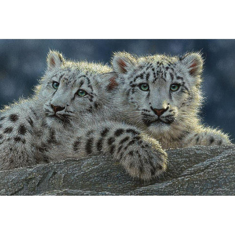Snow Leopard Cubs Black Modern Wood Framed Art Print by Bogle, Collin