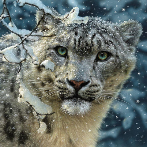 Snow Leopard White Modern Wood Framed Art Print with Double Matting by Bogle, Collin