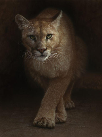 Cougar - Emergence White Modern Wood Framed Art Print with Double Matting by Bogle, Collin