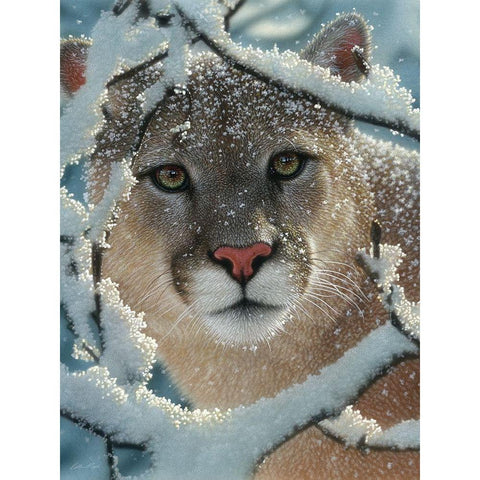 Cougar - Silent Encounter Black Modern Wood Framed Art Print by Bogle, Collin