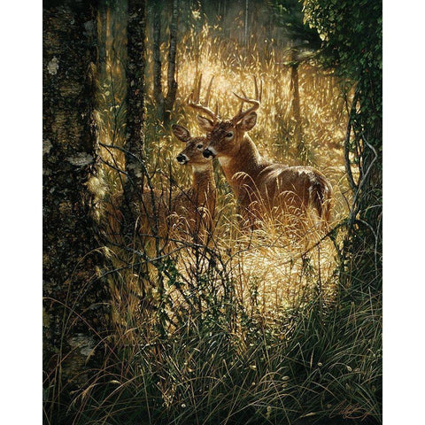 Whitetail Deer - A Golden Moment Black Modern Wood Framed Art Print by Bogle, Collin