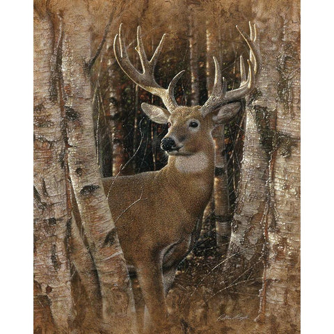 Whitetail Deer - Birchwood Buck Black Modern Wood Framed Art Print with Double Matting by Bogle, Collin