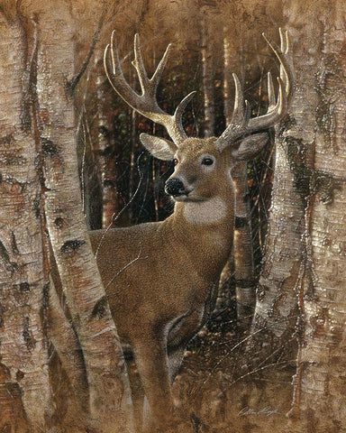 Whitetail Deer - Birchwood Buck White Modern Wood Framed Art Print with Double Matting by Bogle, Collin