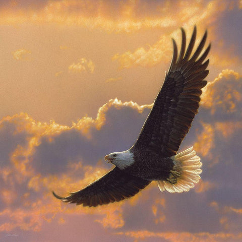 Soaring Spirit White Modern Wood Framed Art Print with Double Matting by Bogle, Collin