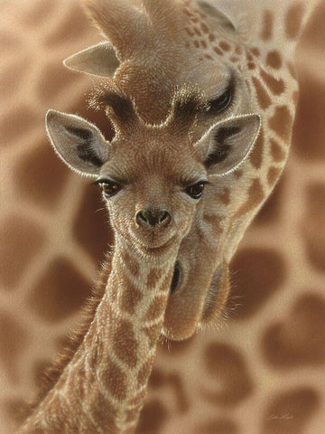 Newborn Giraffe White Modern Wood Framed Art Print with Double Matting by Bogle, Collin