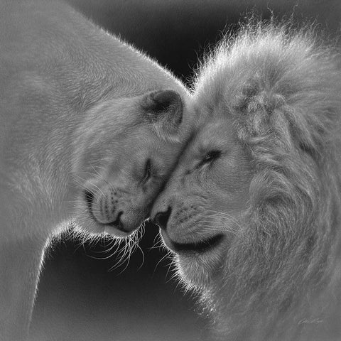 White Lion Love - BandW White Modern Wood Framed Art Print with Double Matting by Bogle, Collin