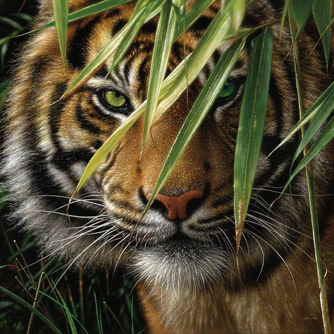 Tiger - Emerald Forest Black Modern Wood Framed Art Print by Bogle, Collin