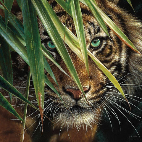 Tiger Eyes White Modern Wood Framed Art Print with Double Matting by Bogle, Collin