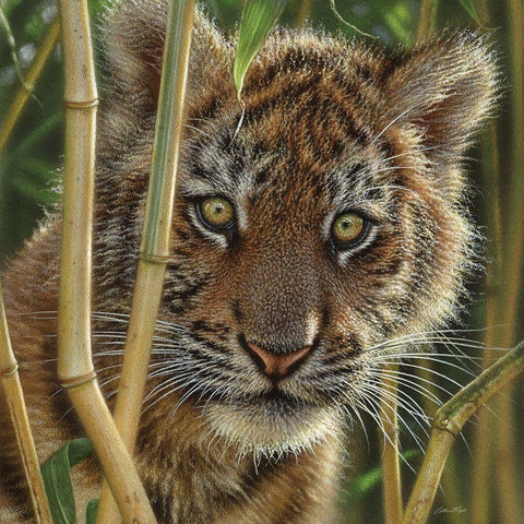 Tiger Cub - Discovery White Modern Wood Framed Art Print with Double Matting by Bogle, Collin
