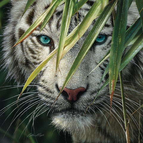 White Tiger Bamboo Forest Black Modern Wood Framed Art Print by Bogle, Collin