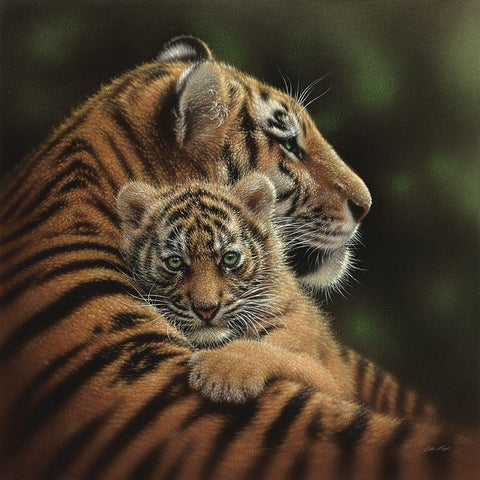 Tiger Mother and Cub - Cherished White Modern Wood Framed Art Print with Double Matting by Bogle, Collin