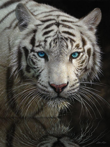 White Tiger - Into the Light White Modern Wood Framed Art Print with Double Matting by Bogle, Collin