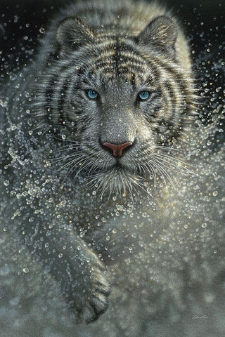 White Tiger - West and Wild White Modern Wood Framed Art Print with Double Matting by Bogle, Collin