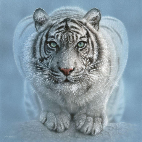 White Tiger - Wild Intentions Square White Modern Wood Framed Art Print with Double Matting by Bogle, Collin