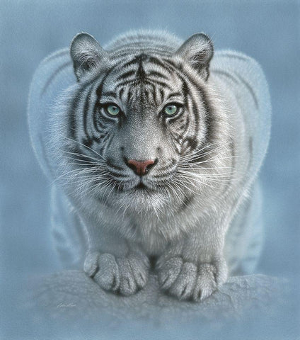 White Tiger - Wild Intentions White Modern Wood Framed Art Print with Double Matting by Bogle, Collin
