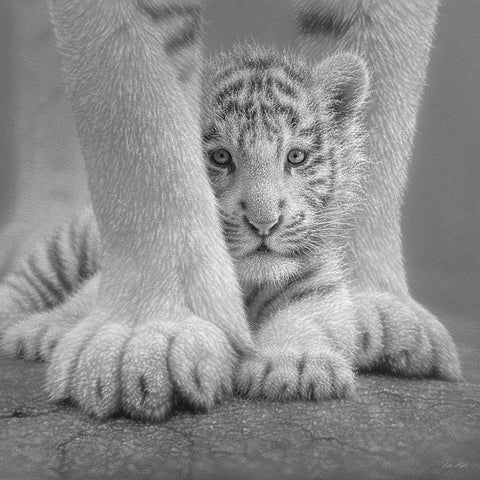 White Tiger Cub - Sheltered - BandW White Modern Wood Framed Art Print with Double Matting by Bogle, Collin