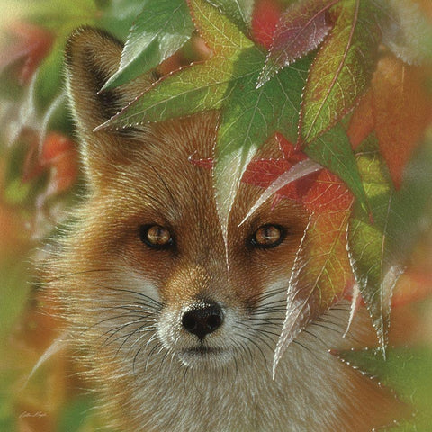 Autumn Red Fox White Modern Wood Framed Art Print with Double Matting by Bogle, Collin