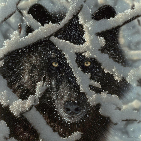 Winter Black Wolf White Modern Wood Framed Art Print with Double Matting by Bogle, Collin