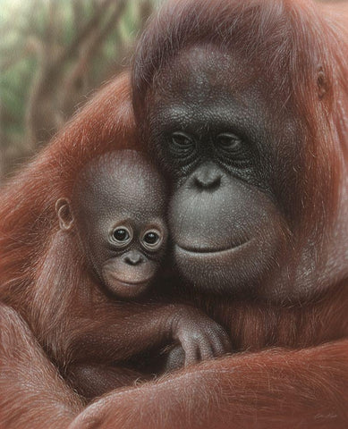 Orangutan Mother and Baby White Modern Wood Framed Art Print with Double Matting by Bogle, Collin