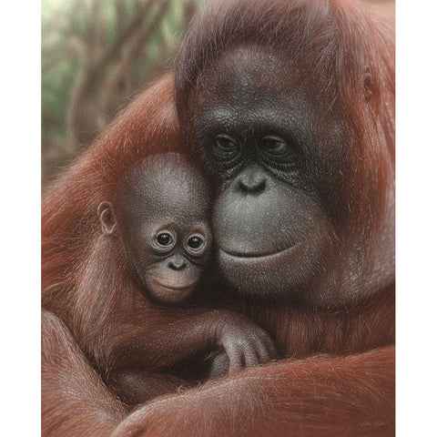 Orangutan Mother and Baby Black Modern Wood Framed Art Print by Bogle, Collin