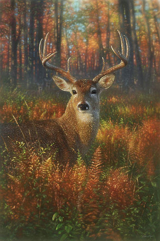 Autumn Buck White Modern Wood Framed Art Print with Double Matting by Bogle, Collin