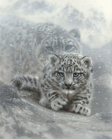 Snow Leopard First Steps White Modern Wood Framed Art Print with Double Matting by Bogle, Collin