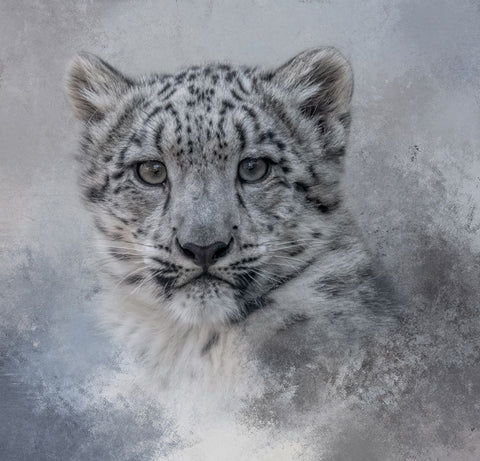 Snow Baby White Modern Wood Framed Art Print with Double Matting by Parker, Kelley