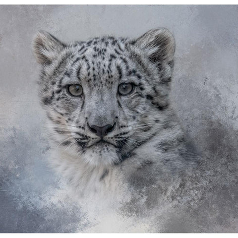 Snow Baby Black Modern Wood Framed Art Print by Parker, Kelley