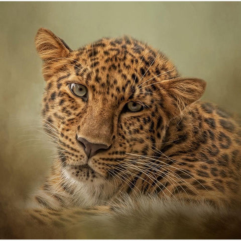 Green Eyes Gold Ornate Wood Framed Art Print with Double Matting by Parker, Kelley