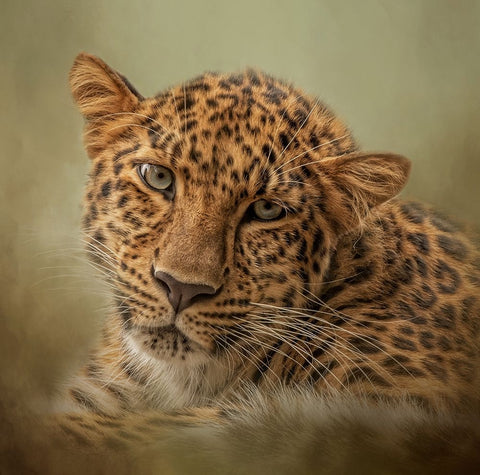 Green Eyes Black Ornate Wood Framed Art Print with Double Matting by Parker, Kelley