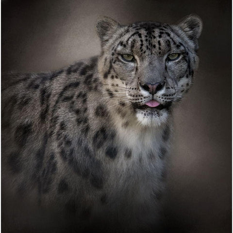 Himalayan Queen White Modern Wood Framed Art Print by Parker, Kelley