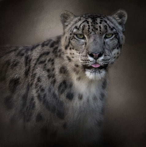 Himalayan Queen Black Ornate Wood Framed Art Print with Double Matting by Parker, Kelley