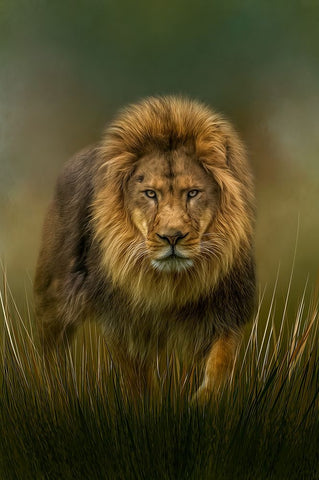 Prowling Black Ornate Wood Framed Art Print with Double Matting by Parker, Kelley