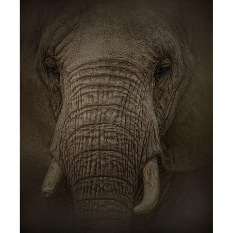 Elephant Dreams Black Modern Wood Framed Art Print with Double Matting by Parker, Kelley