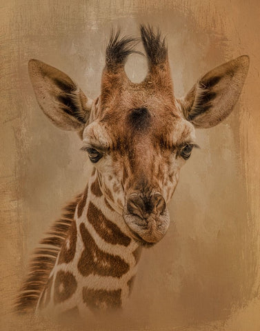 Gentle Giant White Modern Wood Framed Art Print with Double Matting by Parker, Kelley