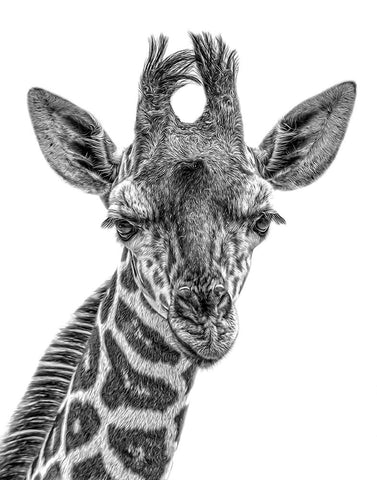 Young One Black Ornate Wood Framed Art Print with Double Matting by Parker, Kelley