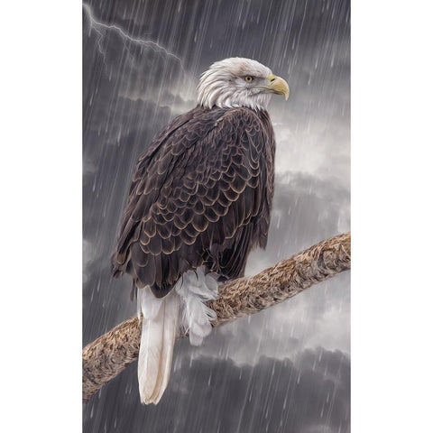 Defiance Black Modern Wood Framed Art Print with Double Matting by Parker, Kelley