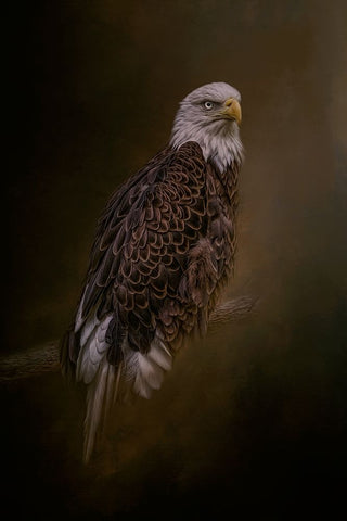 Freedom Flyer Black Ornate Wood Framed Art Print with Double Matting by Parker, Kelley