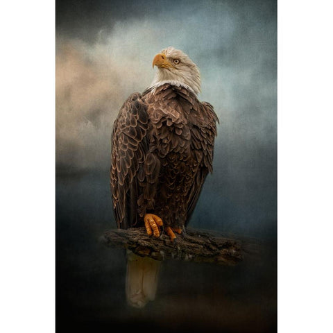 Master of the Sky Black Modern Wood Framed Art Print with Double Matting by Parker, Kelley