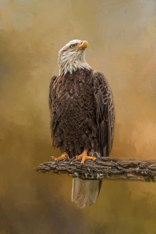 Peace Seeker Black Ornate Wood Framed Art Print with Double Matting by Parker, Kelley