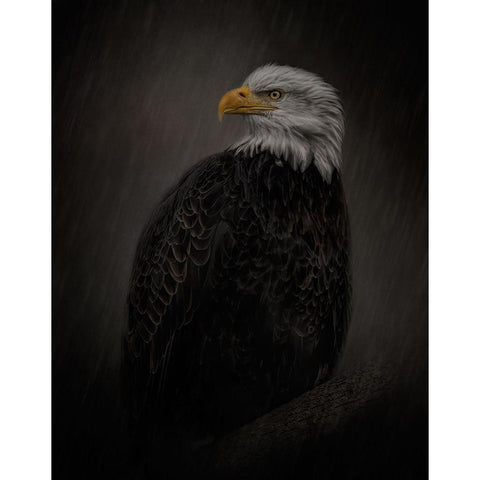 Serenity in Strength Black Modern Wood Framed Art Print by Parker, Kelley