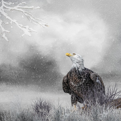 Winter Daydreaming Black Ornate Wood Framed Art Print with Double Matting by Parker, Kelley